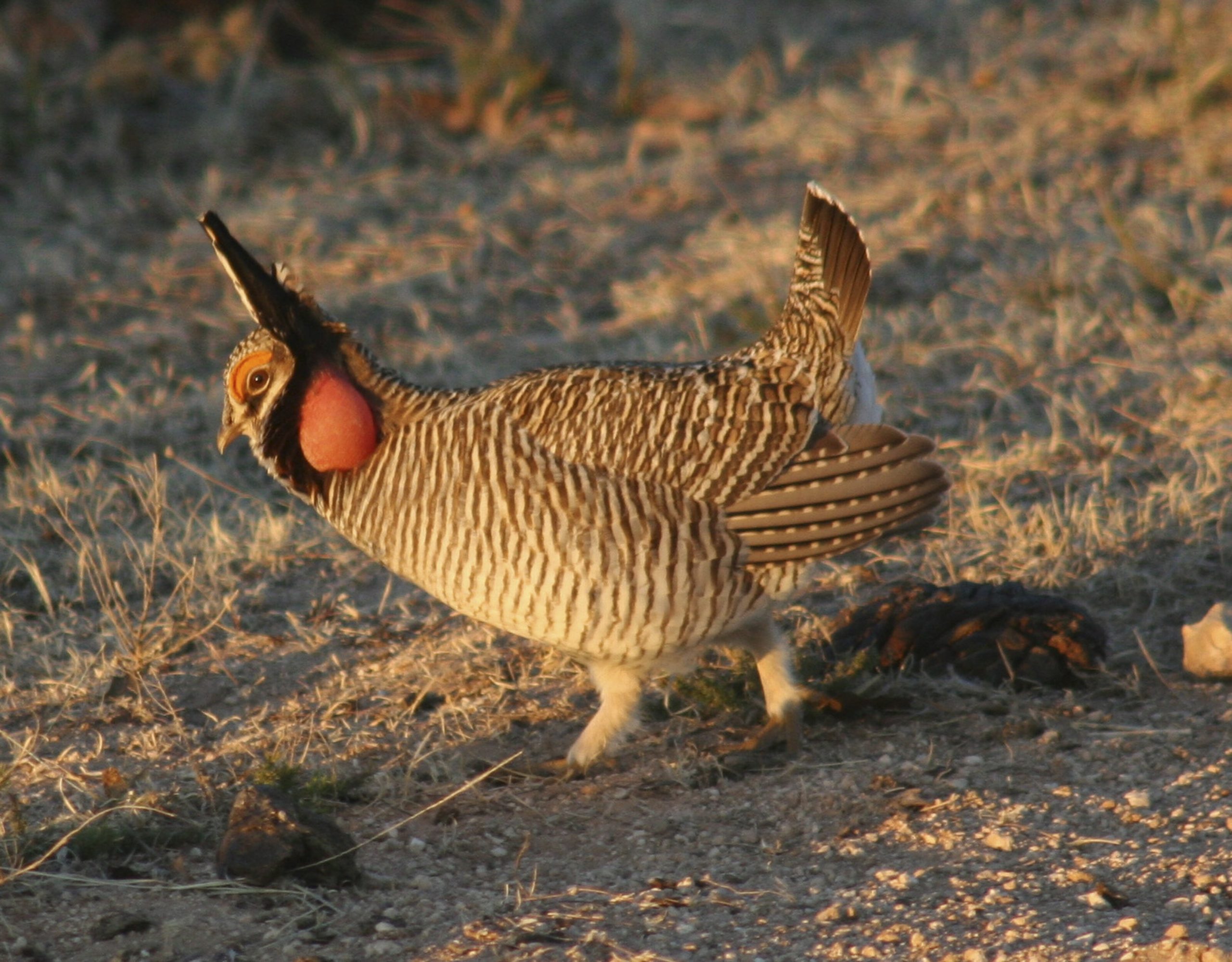 Feds list lesser prairie chicken as threatened