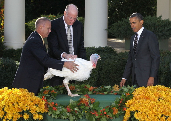 WASHINGTON, DC - NOVEMBER 21:  U.S. President Barack Obama (R) approaches the 2012 National Thanksgiving Turkey Cobbler as National Turkey Federation Chairman Steve Willardsen (2nd L) and handler Bob Evans (L) hold the turkey during a Rose Garden turkey pardon event November 21, 2012 at the White House in Washington, DC. Cobbler and its companion Gobbler will spend the rest of their lives at George Washington's Mount Vernon Estate and Gardens in Virginia.  (Photo by Alex Wong/Getty Images)