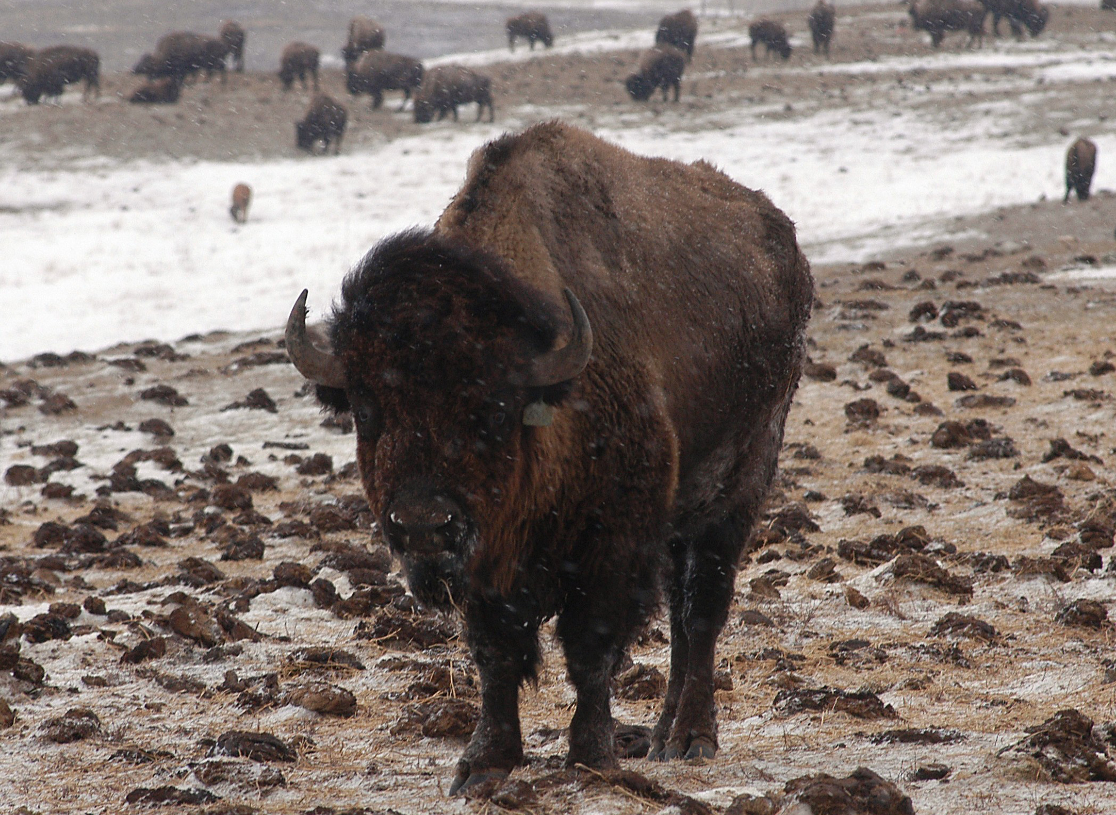 Feds use tax revenue from gun sales to fix the environment