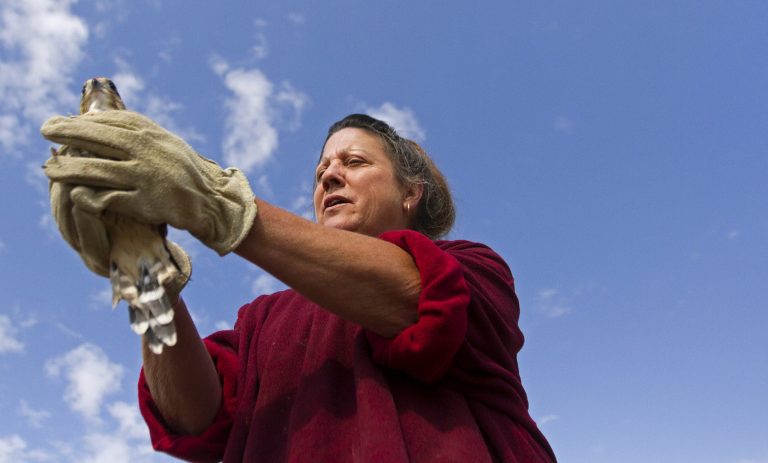   In this Sept, 12, 2012 photo, Diane Morse holds out a Swainsons' Hawk as she prepares to release it in Gillette, Wyo. Morse is often called âthe bird ladyâ in Gillette. With a delicate touch, a constant sense of humor and unbending dedication, she has given birds of prey and raptors a second chance for 21 years in northeastern Wyoming. (AP Photo/Gillette News-Record, Nathan Payne)  