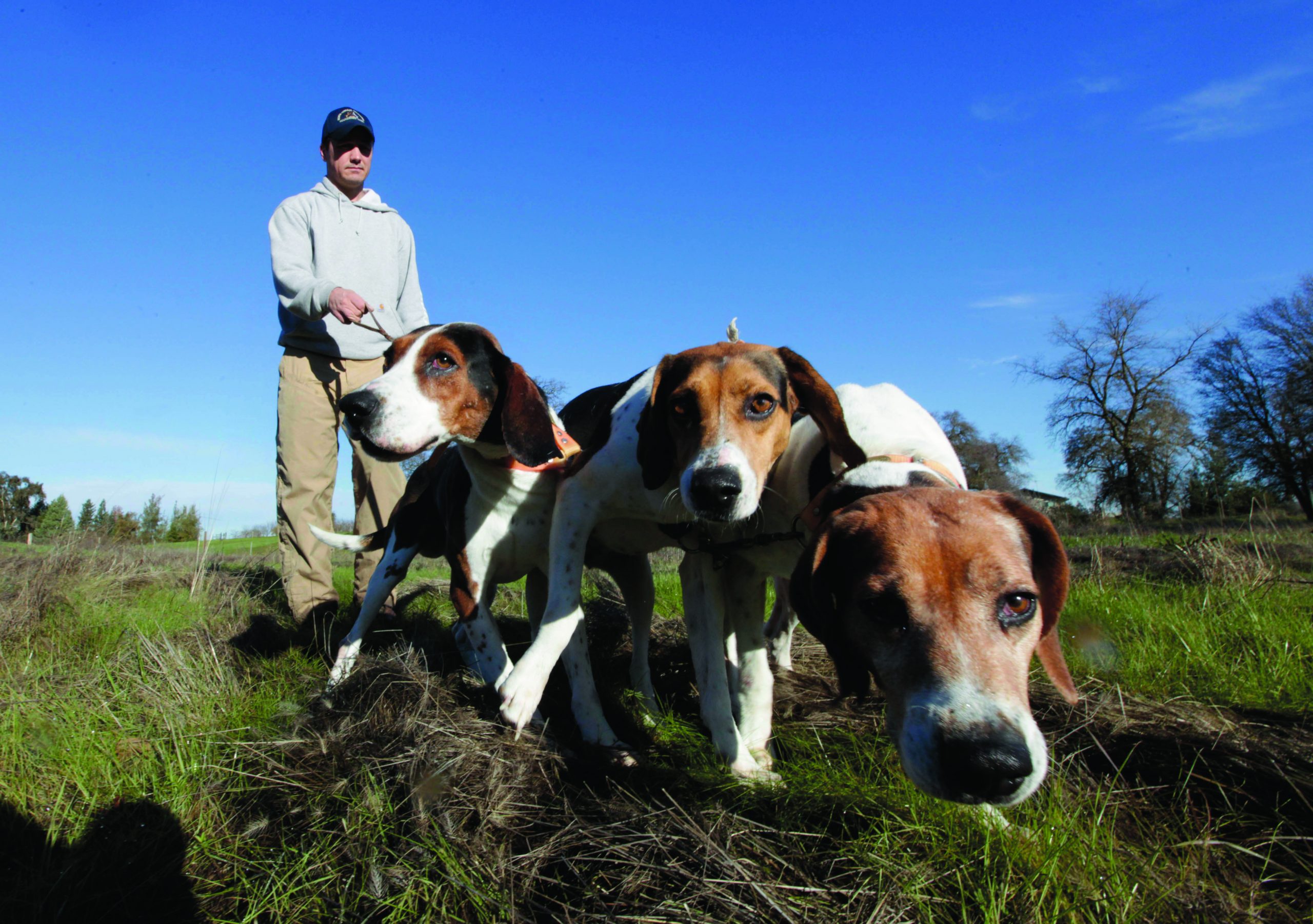 California ban draws interest in using hounds to hunt