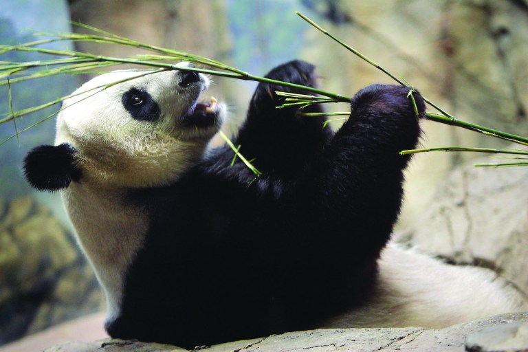 Mei Xiang during one of her pseudo-pregnancies in June 2008. (Andrew Harnik/Examiner)
