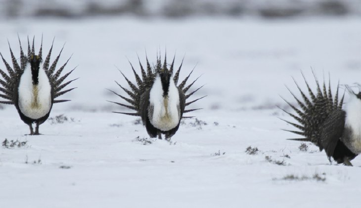 Feds’ proposed land grab won’t help the sage grouse