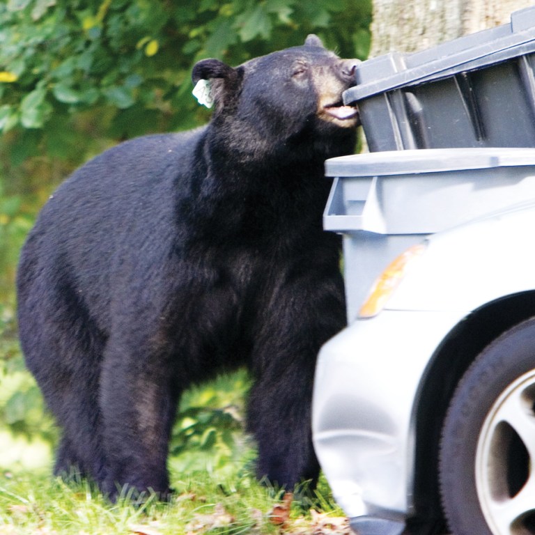 The Bears and the People