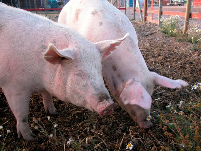 What’s actually wrong with government pork?