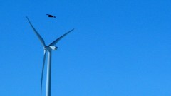 Feds get defensive in allowing wind turbines to kill more eagles