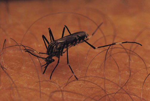 West Nile virus kills D.C. resident