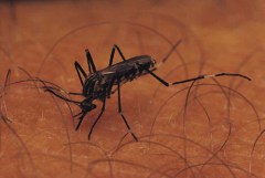 Hospital: 70-year-old woman had year’s first D.C. West Nile case