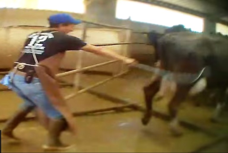 In an undated photo provided by Mercy for Animals, worker whips a cow with a chain at a southern New Mexico dairy in this still frame made from video recorded secretly. The New Mexico Livestock Board has launched an investigation into the dairy after an activist working with the animal welfare group recorded secret video showing workers whipping cows with chains and wire cables, kicking and punching the animals, and shocking them with electric prods. (AP Photo/Mercy for Animals)