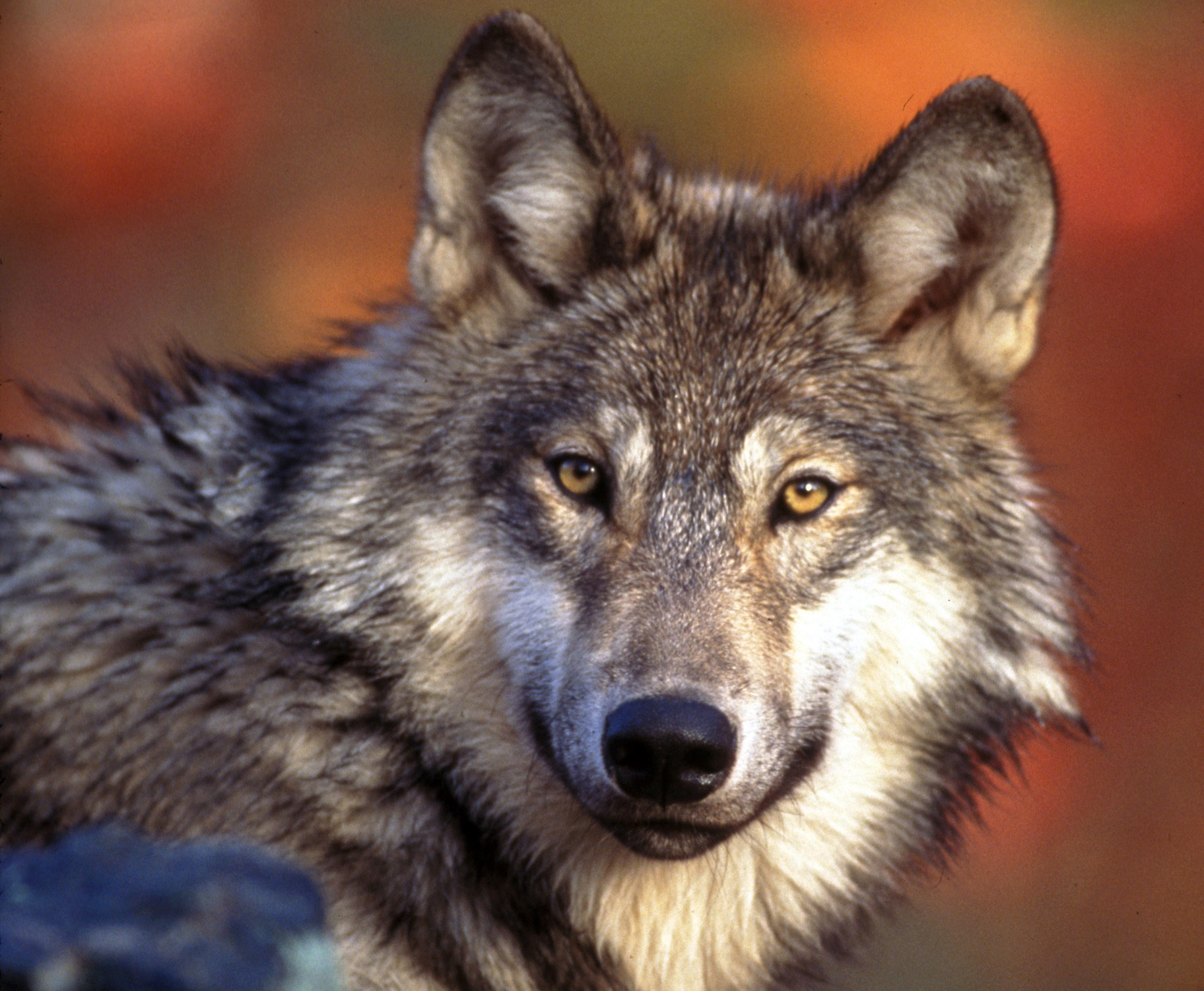 Draft rule ends protections for gray wolves