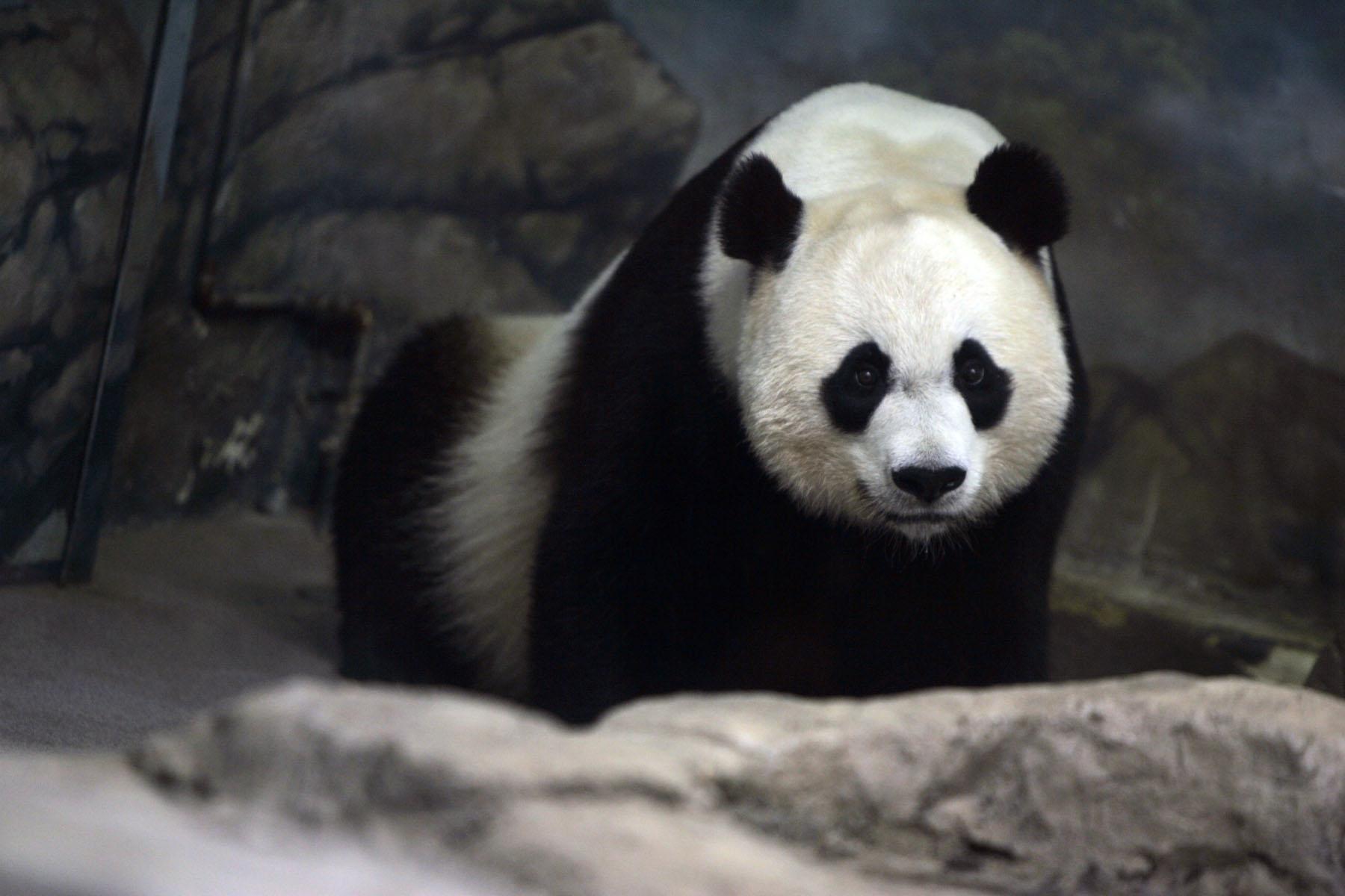 Romantic times in the panda pen are broadcast
