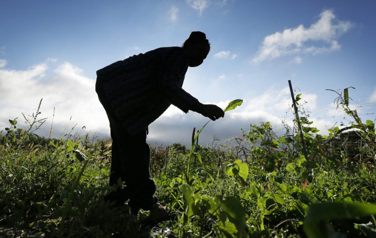 Angelique Hakuzimana, displaced by war in her native Rwanda in 2009, works in her garden at the Global Greens Farm, Thursday, Sept. 11, 2014, in West Des Moines, Iowa. A growing interest from consumers to buy locally grown fruits and vegetables has provided a robust new market for refugees who have fled violence in their home countries and have found peace in farming small plots of land in cities across the United States. (AP Photo/Charlie Neibergall)