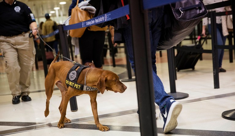 A TSA explosives detection dog sniffs passengers as they go through a security checkpoint at Hartsfield-Jackson Atlanta International Airport ahead of the Thanksgiving holiday in Atlanta, Wednesday, Nov. 23, 2016. The agency is adding 50 more 