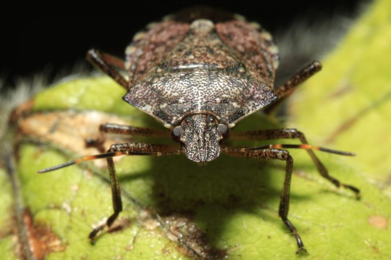 FILE - This Thursday, April 14, 2011 file photo shows a brown marmorated stink bug at a Penn State research station in Biglerville, Pa. The bug is causing millions of dollars in damages to crops in the mid-Atlantic region and may be just getting started. It's now been spotted in 33 states, including every one east of the Mississippi River and as far west as California. (AP Photo/Matt Rourke, File)