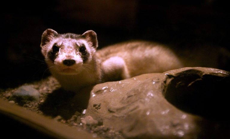   FILE - In this file photo taken Sept. 24, 2011 Interior, S.D, Mr. Brightside, named after a song by The Killers, sits in a display at the Ben Reifel Visitors Center at Badlands National Park. He is one of about 300 endangered black-footed ferrets kept in captivity for mating purposes. The black-footed ferret is the only ferret native to North America, and was believed to have gone extinct in the 1970s, however, a small population was rediscovered on Sept. 26, 1981, prompting a recovery effort that has led to the release of about 1,000 ferrets to the wild. (AP Photo/Elijah Van Benschoten, File)  