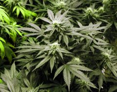 Virginia approves blazing-fast timeline to legalize recreational marijuana