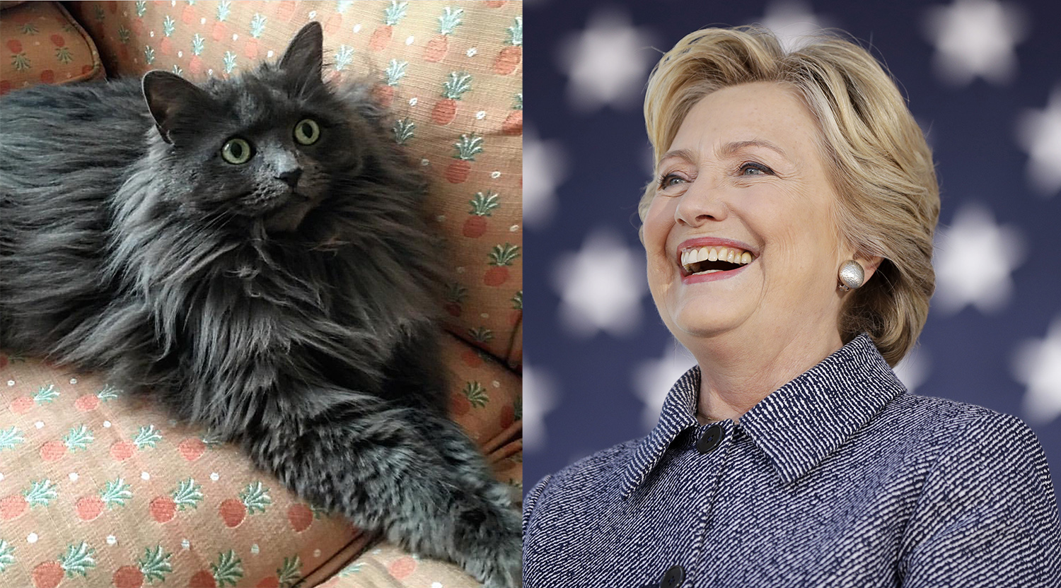 Sick of Trump, Clinton turns to cat videos for entertainment