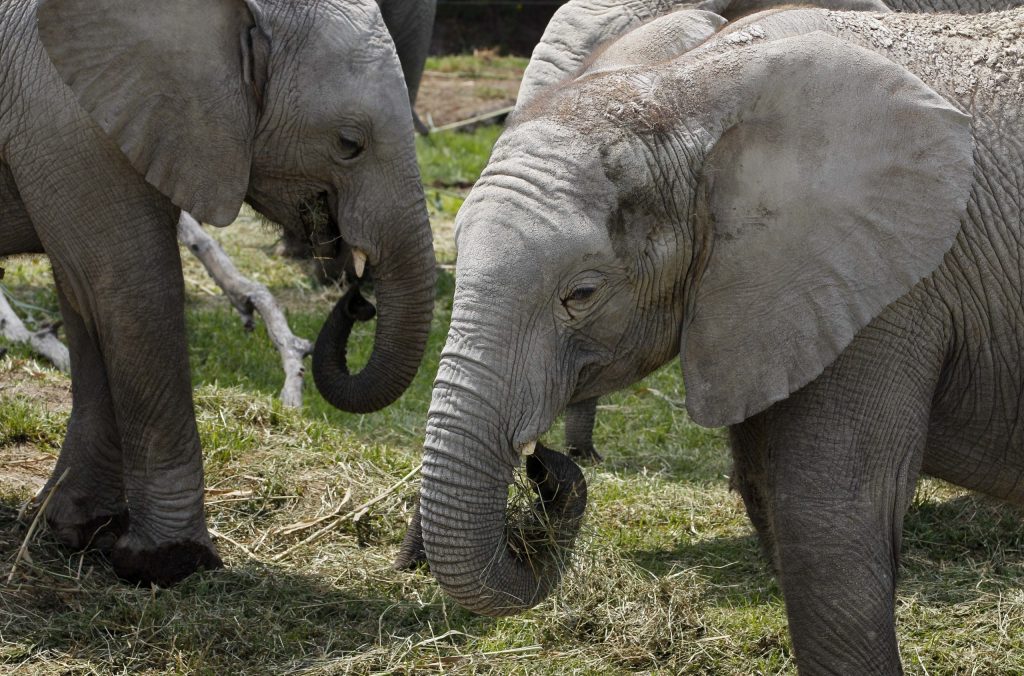 9 young elephants find new home in Mexican zoo