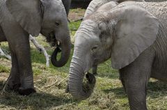 9 young elephants find new home in Mexican zoo