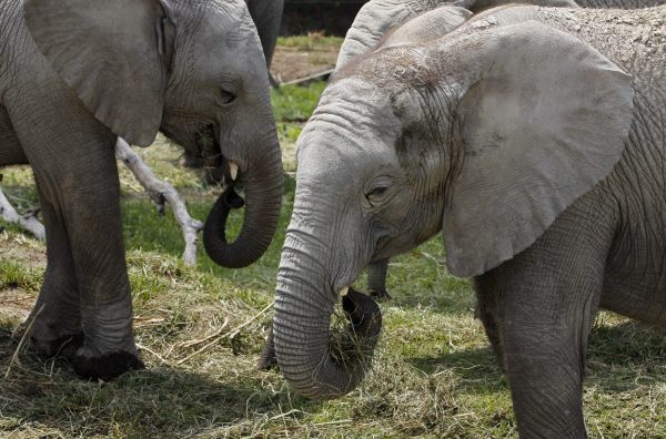 9 young elephants find new home in Mexican zoo