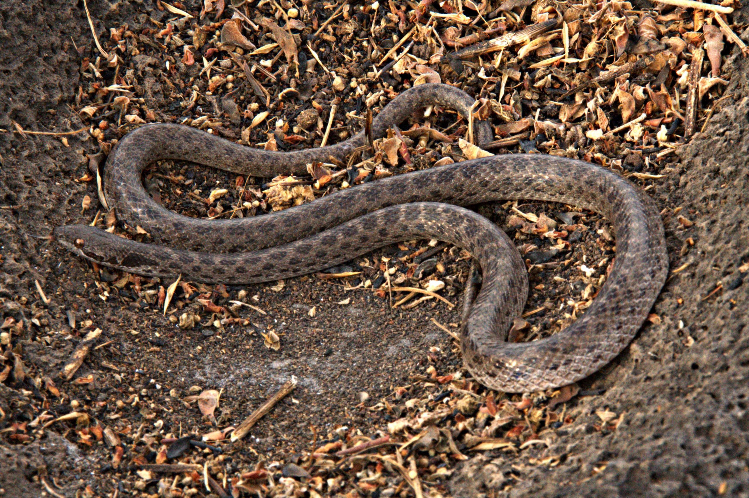 ‘Lost’ snake species found on Mexican island