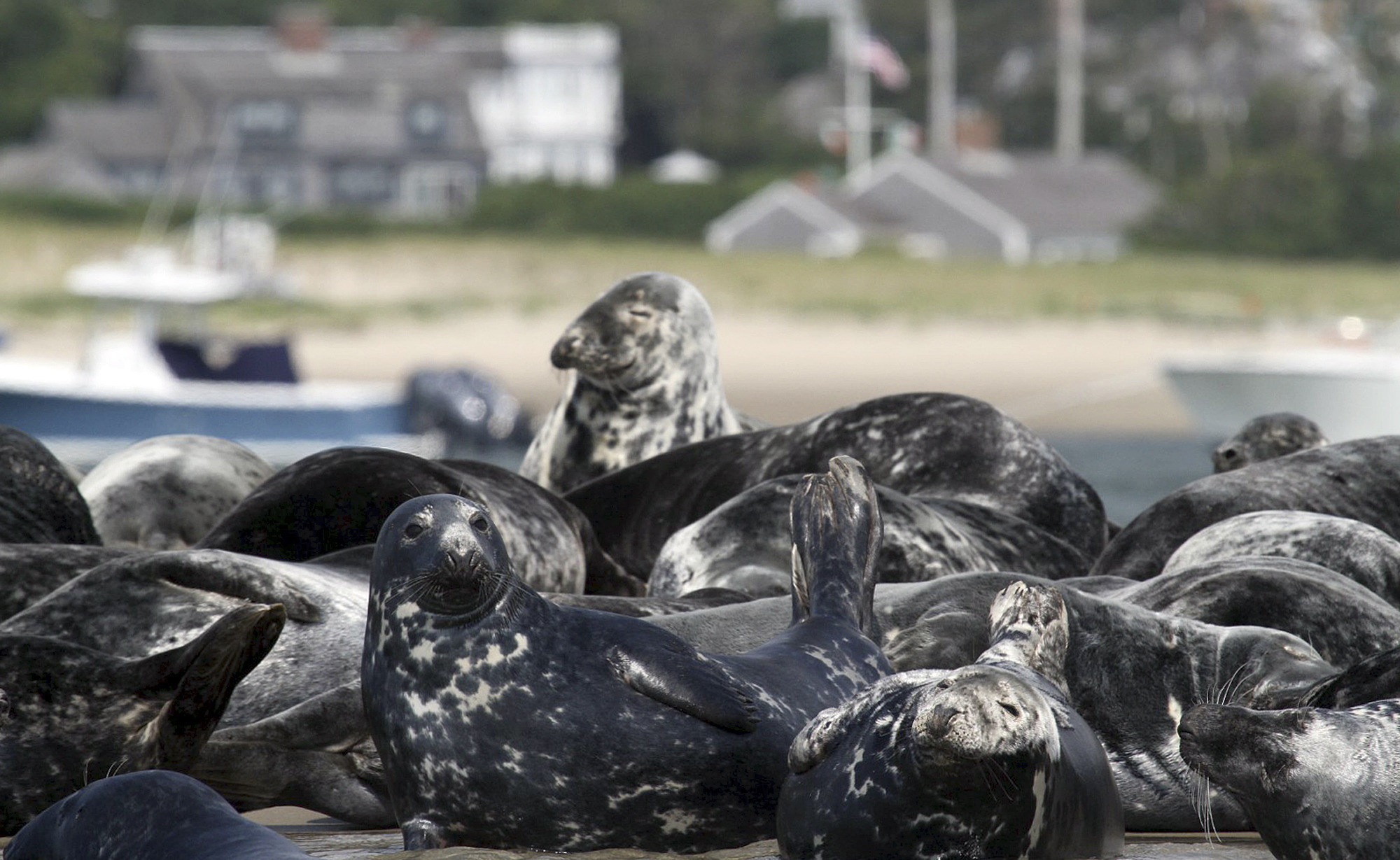 As numbers of gray seals rise, so do conflicts