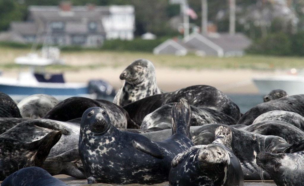 As numbers of gray seals rise, so do conflicts