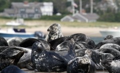 As numbers of gray seals rise, so do conflicts