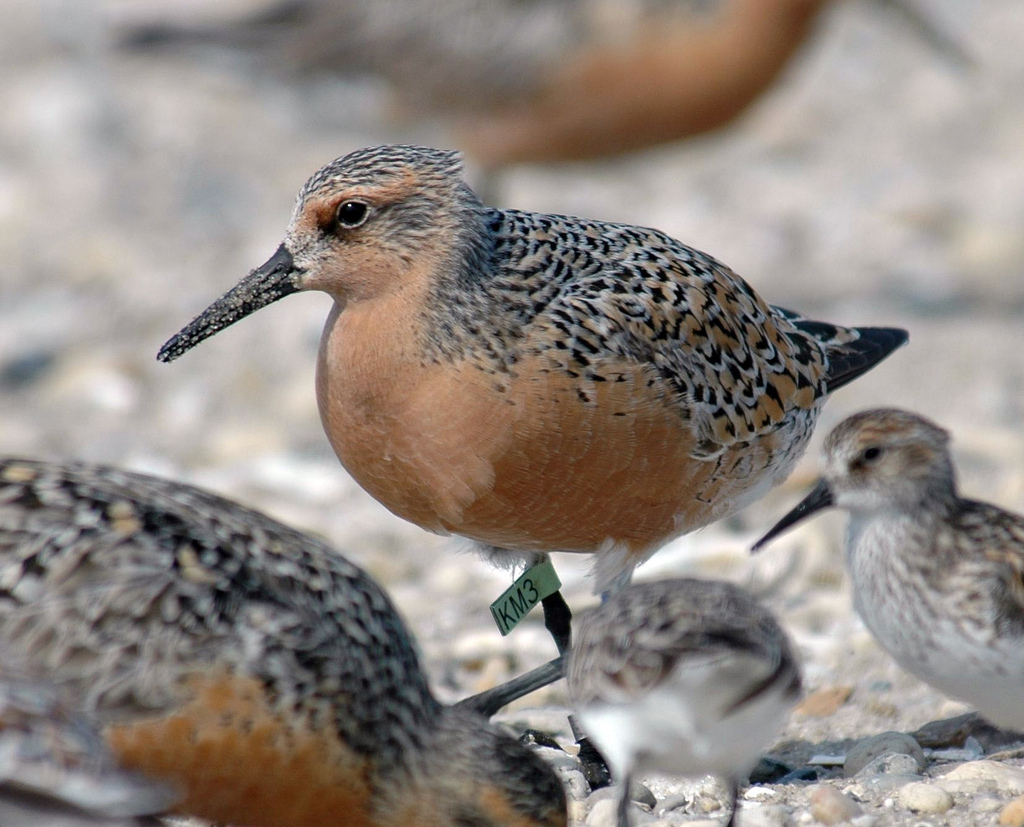 APNewsBreak: Feds to protect red knot shorebirds