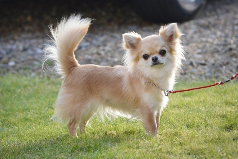 This undated family handout photo shows Valenchino Chihuahua Xena, who was named Best Puppy in Breed at Crufts 2014, and was snatched with four other dogs, including her mother Io and grandmother Angel, from a house in East Yorkshire on Thursday. British police are appealing for help finding five stolen dogs, including a Chihuahua puppy that recently won a major prize at the prestigious Crufts competition. The thieves apparently broke into a house in the village of Lissett in central England and made off with the valuable dogs. Humberside police said Sunday they are asking the public to provide any leads. (AP Photo)