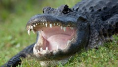Florida man killed in alligator attack while searching for Frisbee
