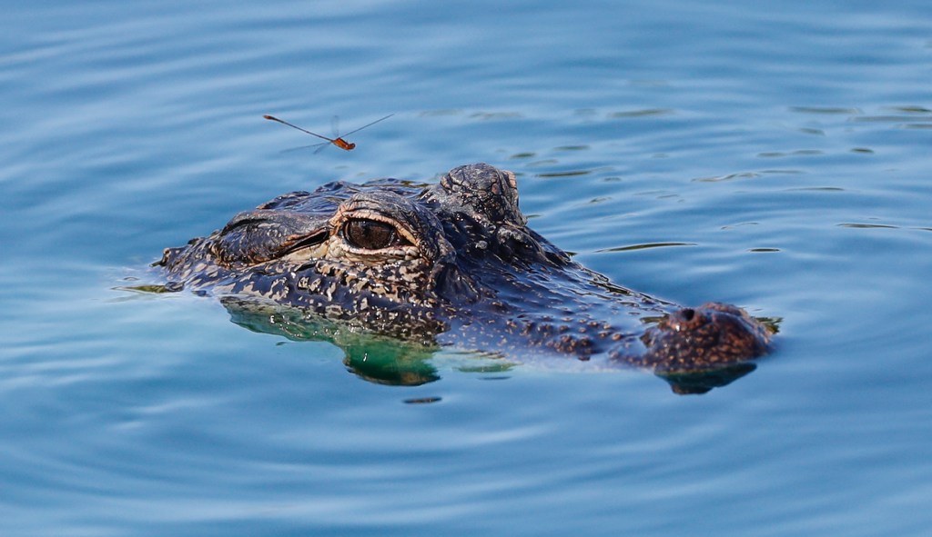 South Carolina man killed by alligator after being dragged into retention pond