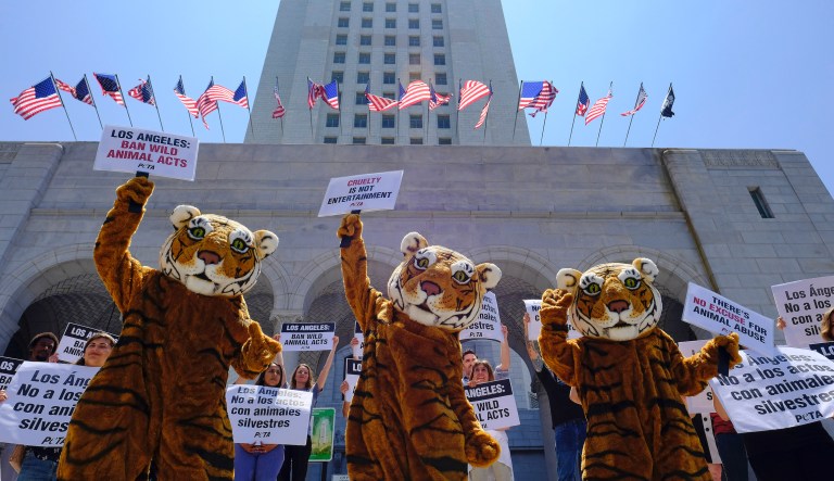 In this July 7, 2016, file photo, led by three costumed tigers, dozens of animal rights protesters with People for the Ethical Treatment of Animals (PETA) gather at City Hall in Los Angeles to call on the city to prohibit using tigers, lions, and other wild animals in circuses.