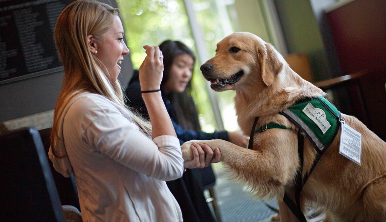 In this May 2, 2012 photo, law student Melissa Bonnington, 24, plays with Hooch, a 19-month-old golden retriever, between final exams at Emory University in Atlanta. Emory University is part of a small but growing number of schools that are going to the dogs, literally, to help stressed out students relax. From Kent State University in Ohio to Macalester College in Minnesota, colleges are bringing dogs on campus during exams, placing pups in counseling centers for students to visit regularly or allowing faculty and staff to bring their pets to campus to play with students.