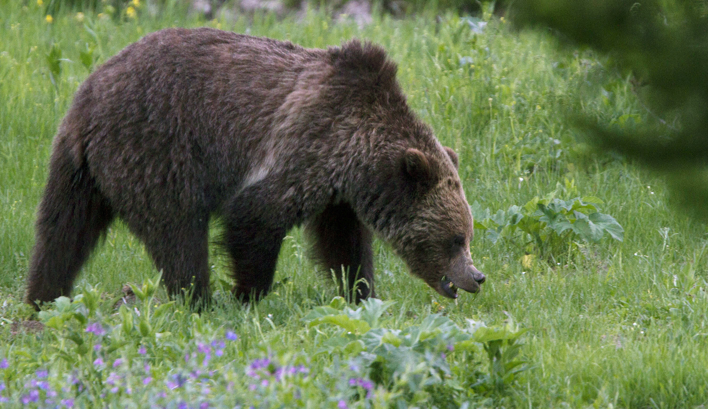 Woman found dead from bear attack near Yellowstone