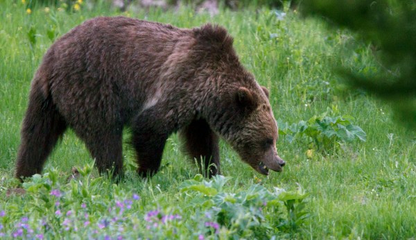 Illinois woman jailed for four days and banned from Yellowstone for grizzly bear encounter