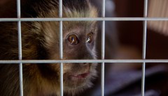 Taxpayer watchdog sues federal health agency for withholding animal testing records and videos