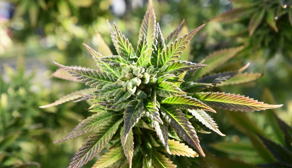 Democrats ignore science with their new push for marijuana