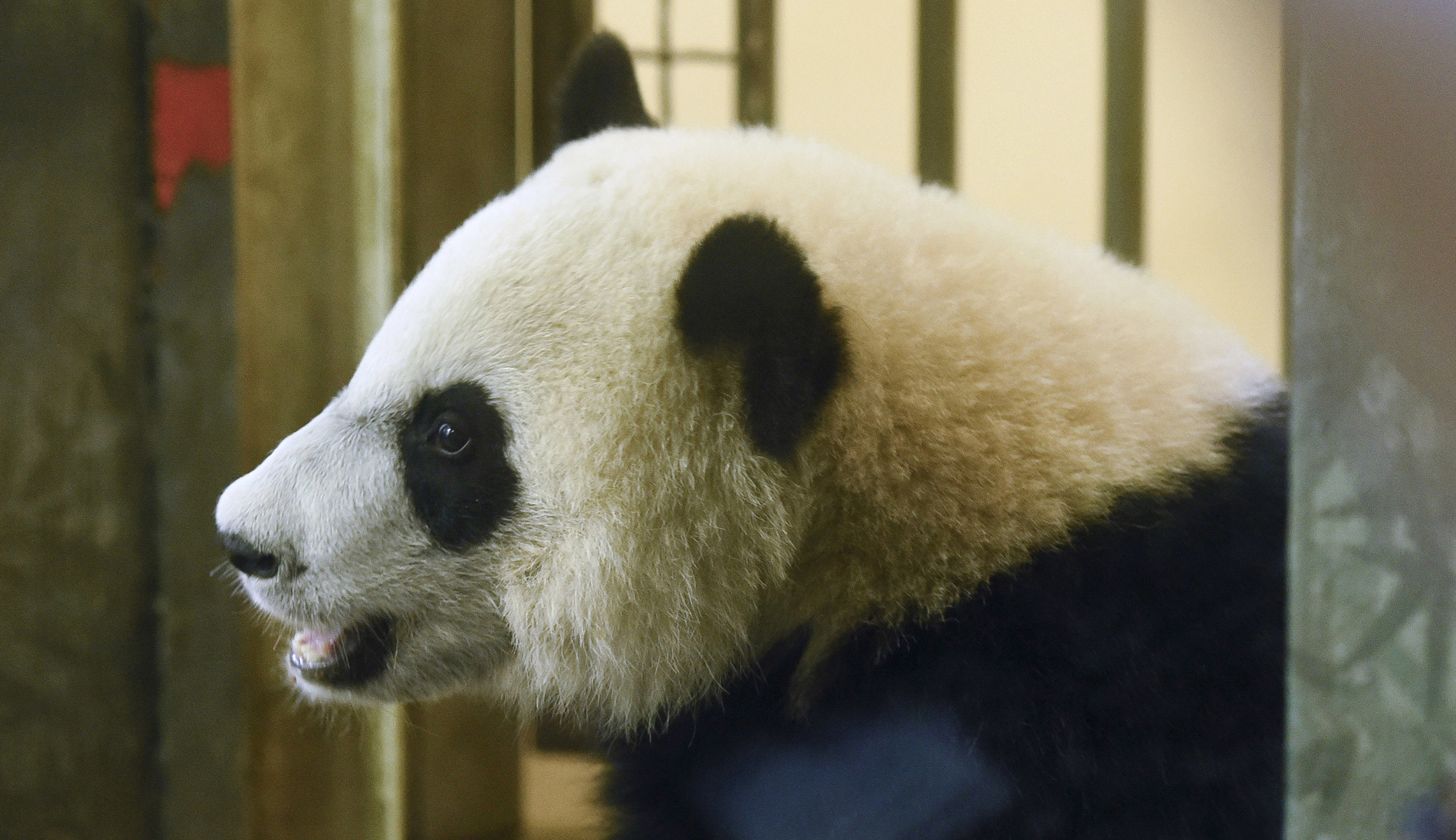 Bye bye, Bei Bei: National Zoo and Smithsonian to close due to government shutdown