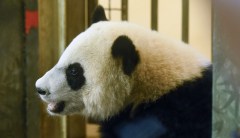 Bye bye, Bei Bei: National Zoo and Smithsonian to close due to government shutdown