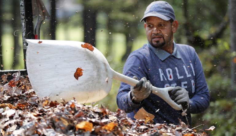 In this May 25, 2018, photo, Angel Gonzalez shovels leaves into a trailer at Sebasco Harbor Resort in Phippsburg, Maine. Gonzalez is one of several Puerto Rican workers hired by the resort to do landscaping, housekeeping, and kitchen work. 