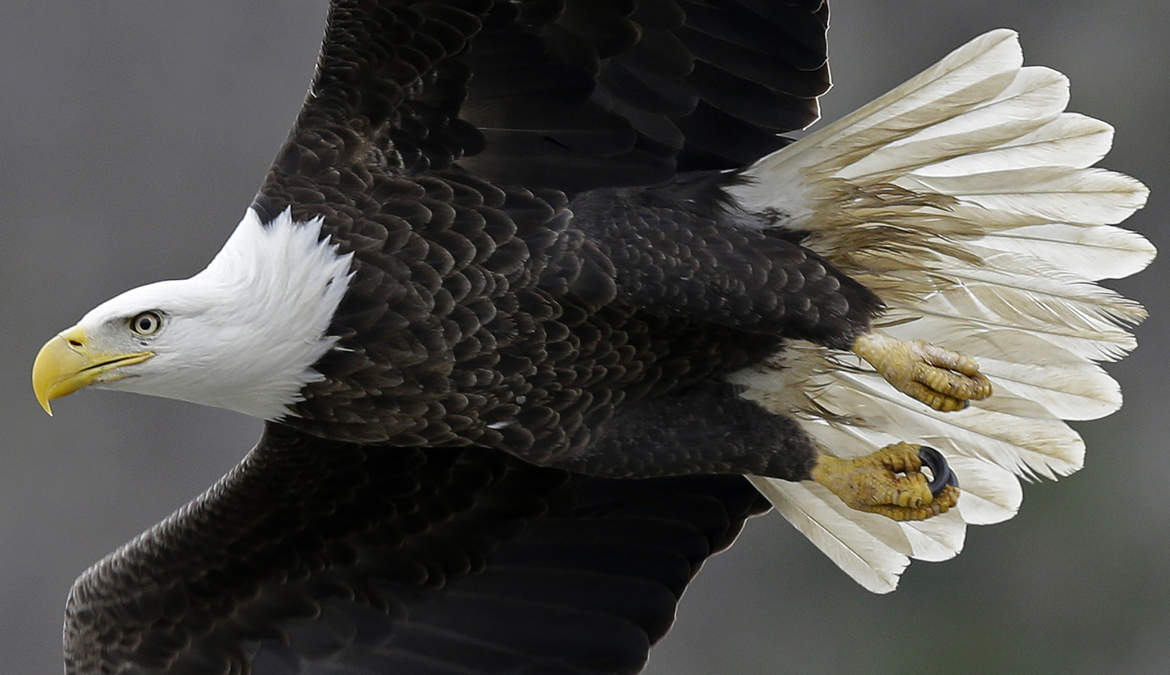 House committee passes GOP bills to change the Endangered Species Act