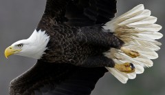 House committee passes GOP bills to change the Endangered Species Act