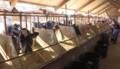Animal activists are trying to hijack the farm bill