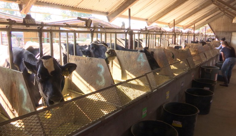 In this June 8, 2018 image taken from video, dairy cows eat feed mixed with seaweed in a dairy farm at the University of California, Davis.