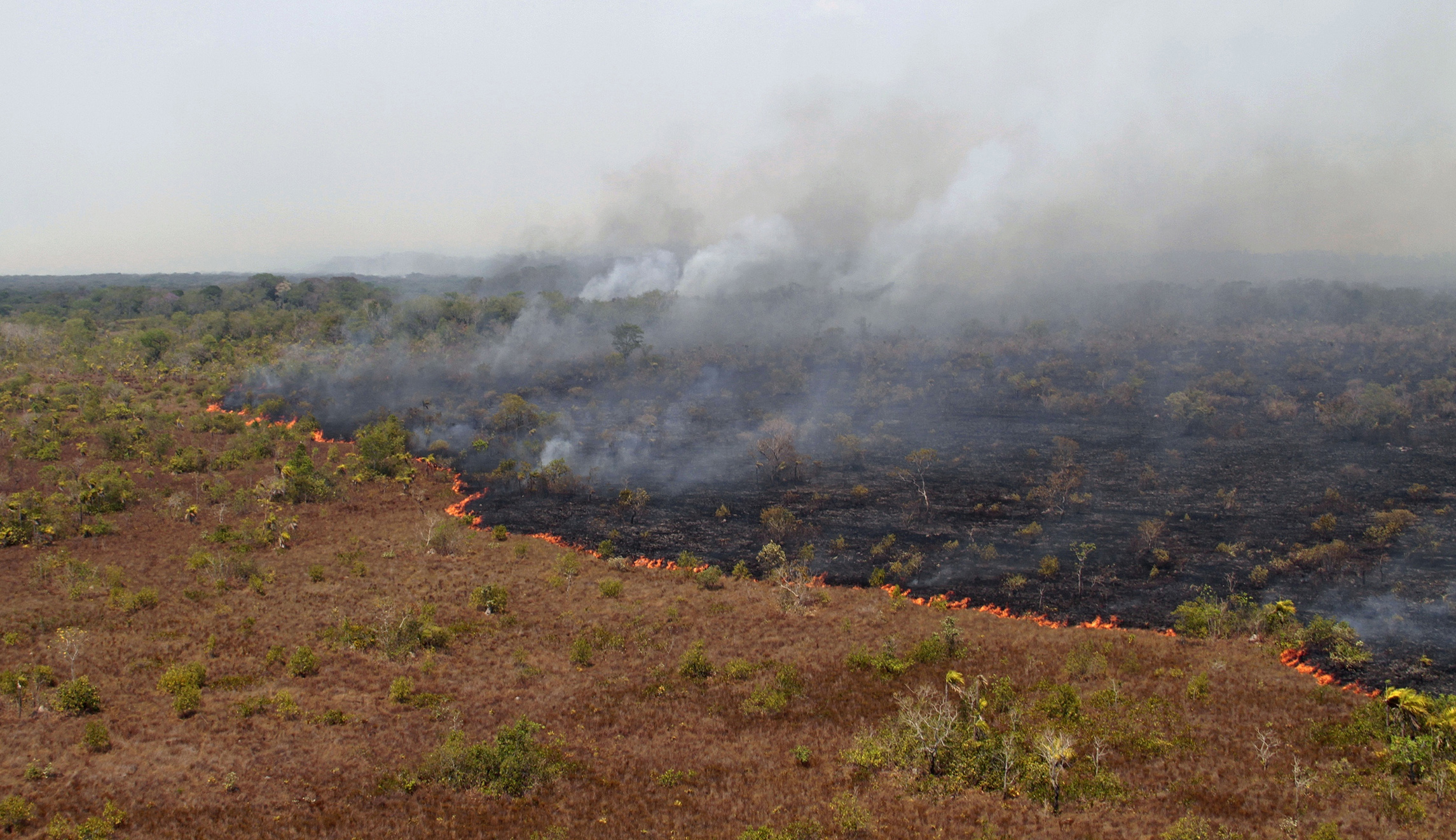 Protests over Amazon fires break out across the world