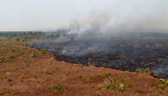 Rate of Amazon deforestation surges above three football fields per minute