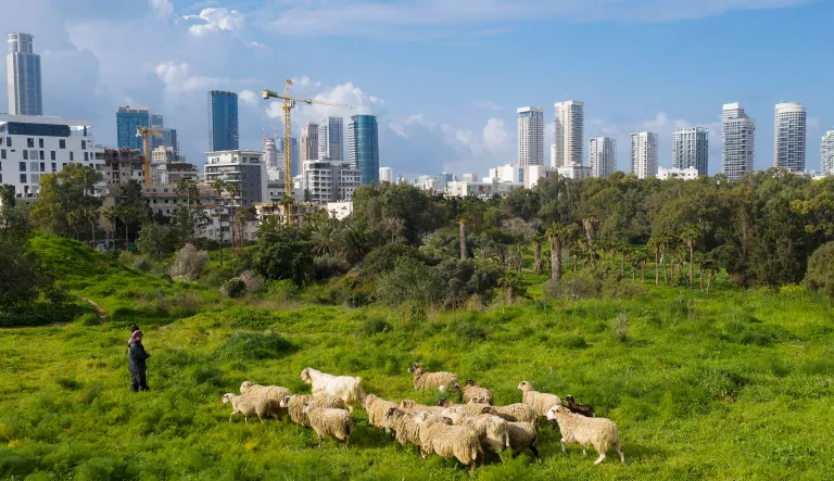 A small flock of sheep graze in a field in Tel Aviv, Israel.