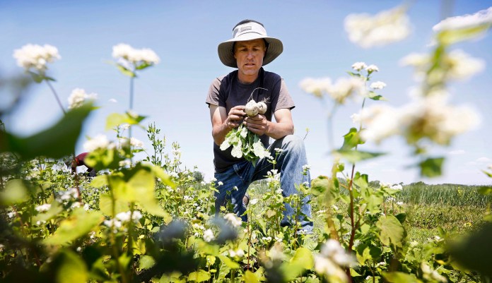 Andrew Dunham harvests Hakurei turnips on his 80-acre organic farm, in Grinnell, Iowa.