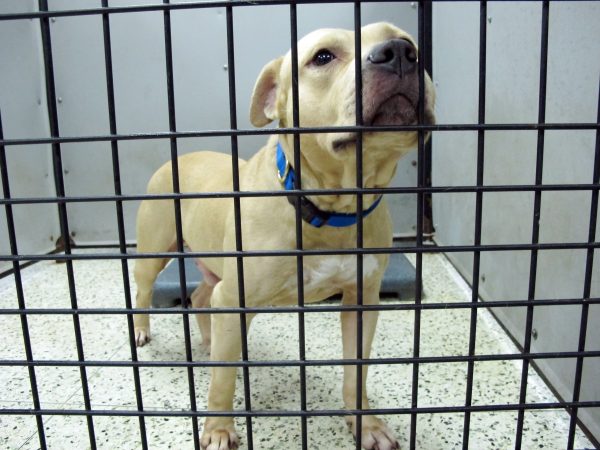 Mystery illness that killed dozens of dogs across Michigan identified
